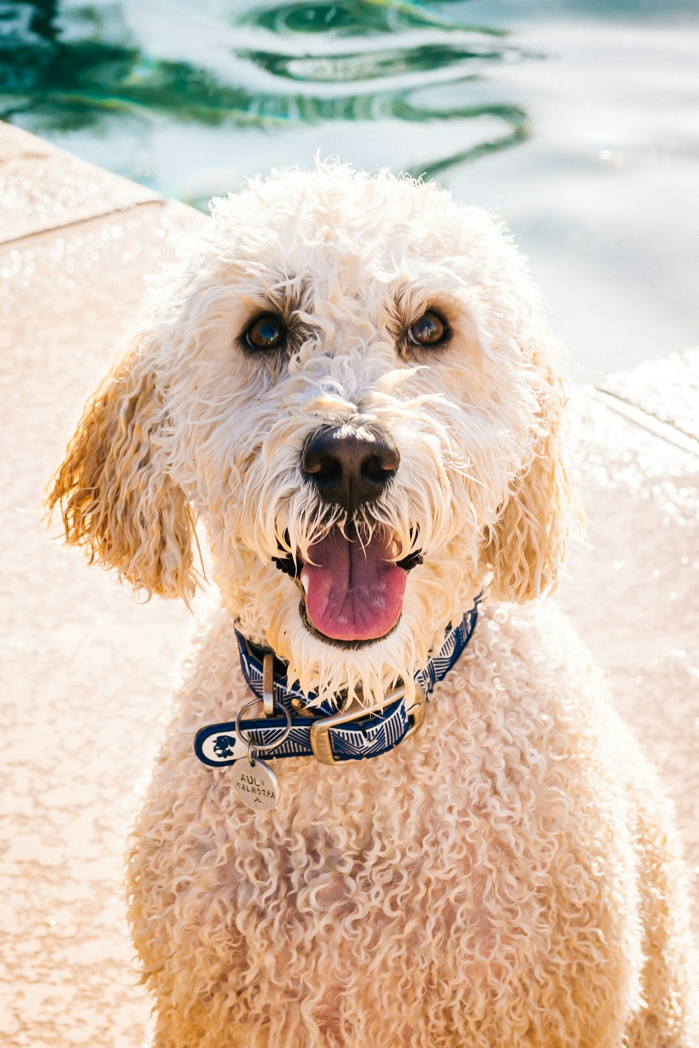 adult beige poodle near body of water