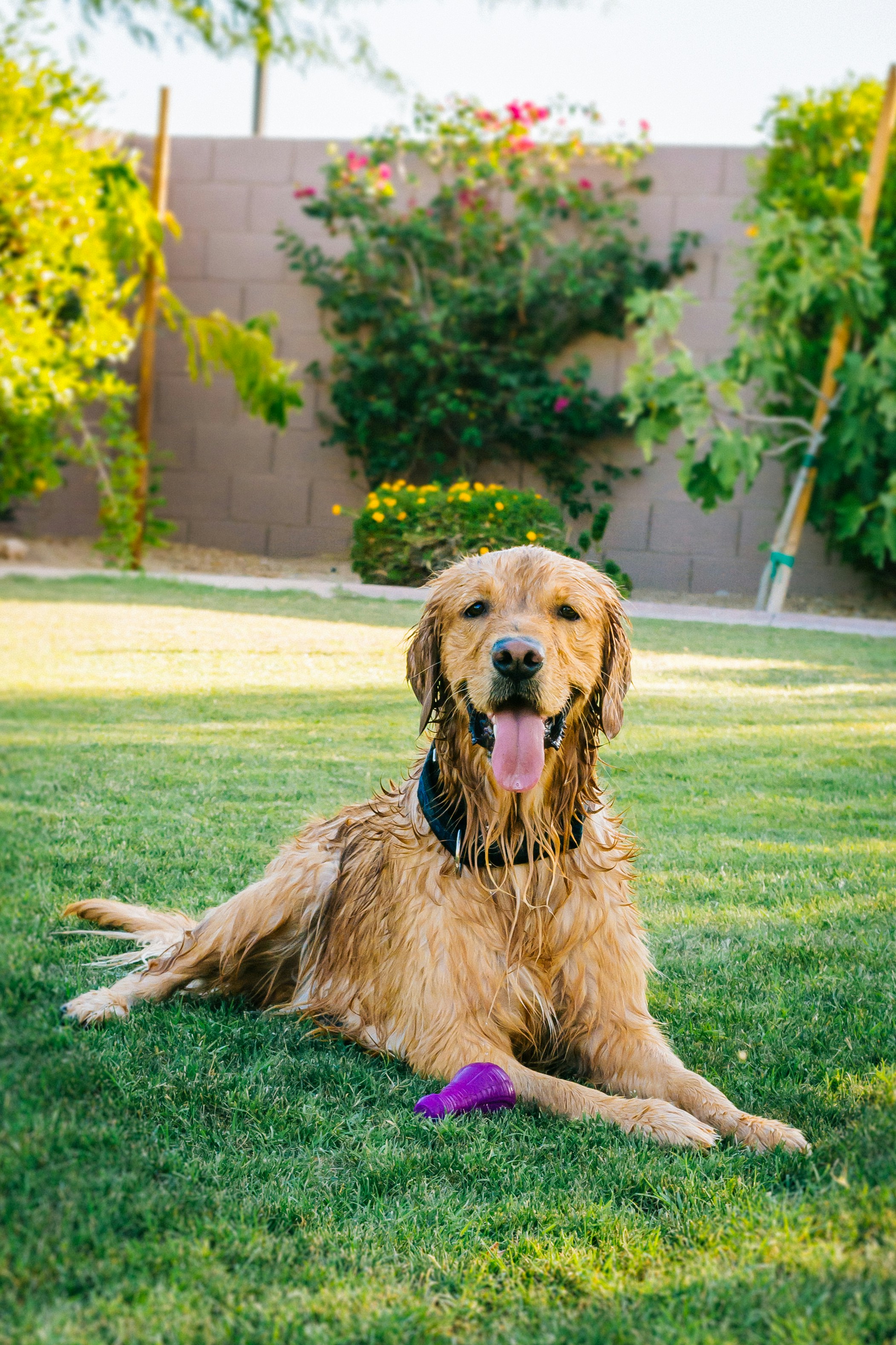 Un golden retriever tumbado en la hierba con un juguete.