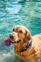long-coated ta dog on water