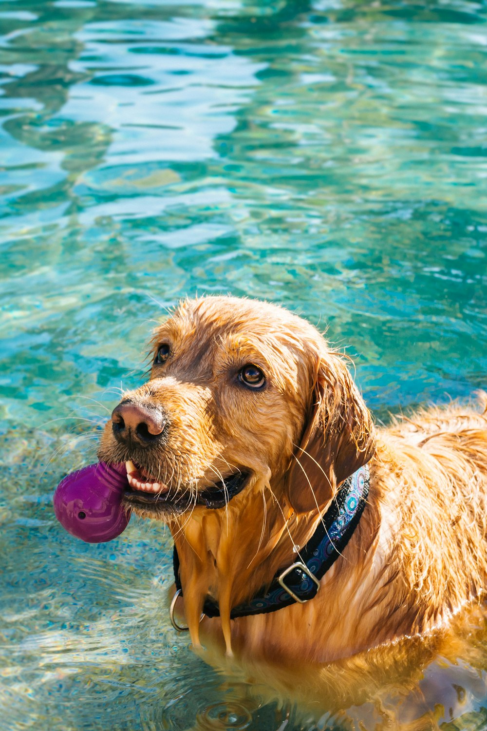 long-coated ta dog on water