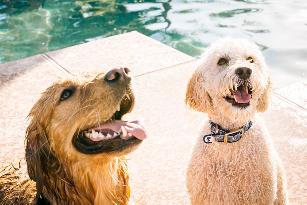 adult poodle and Labrador retriever near body of water