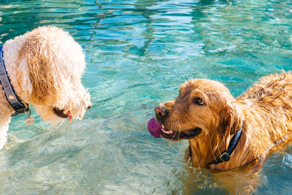수영장에서 놀고 있는 두 마리의 개