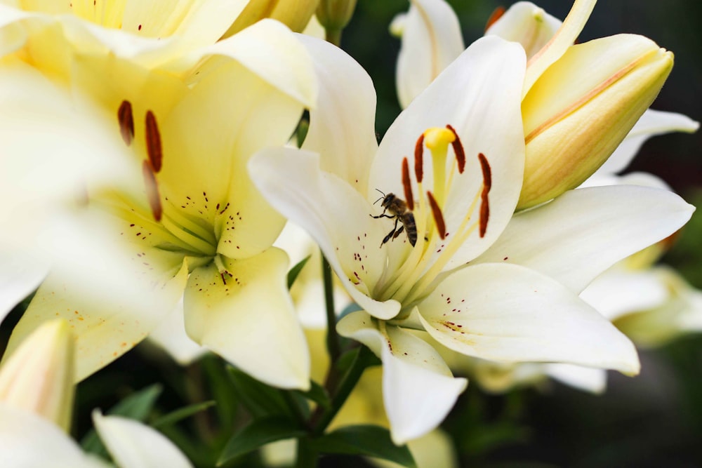 close-up photography of wasp sniffing on petaled flower