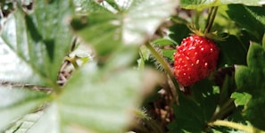 A small, ripe red strawberry is nestled among vibrant green leaves. Sunlight filters through the foliage, creating a play of light and shadow that highlights the texture of the strawberry and the surrounding leaves.