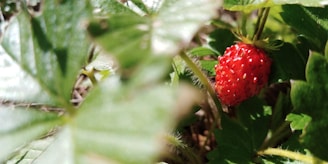 A small, ripe red strawberry is nestled among vibrant green leaves. Sunlight filters through the foliage, creating a play of light and shadow that highlights the texture of the strawberry and the surrounding leaves.