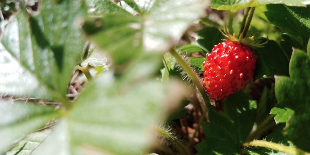 red strawberry