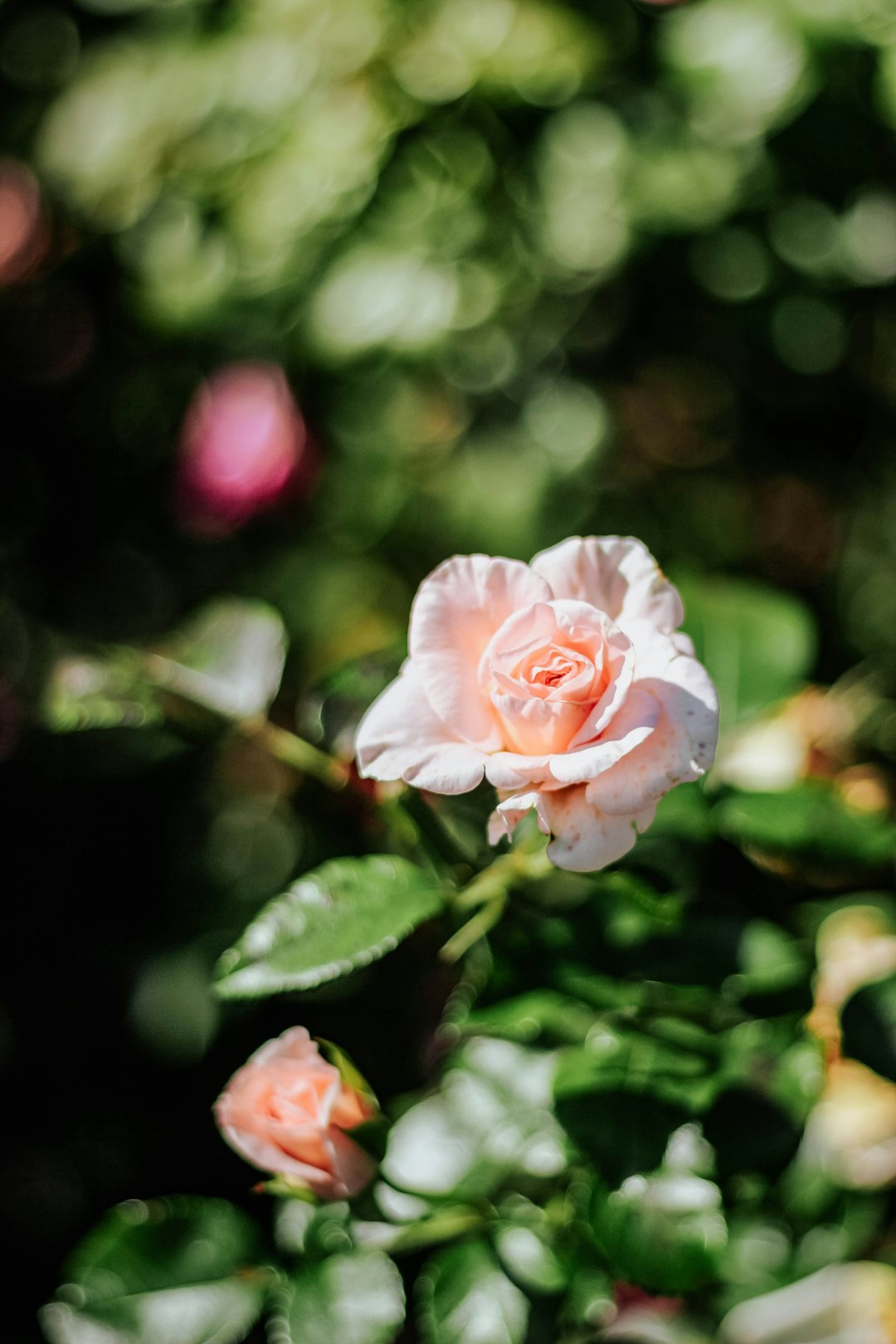 pink flowers