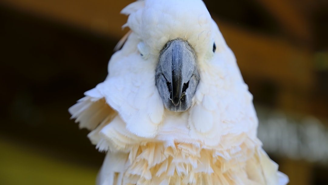 closeup photography of white parrott