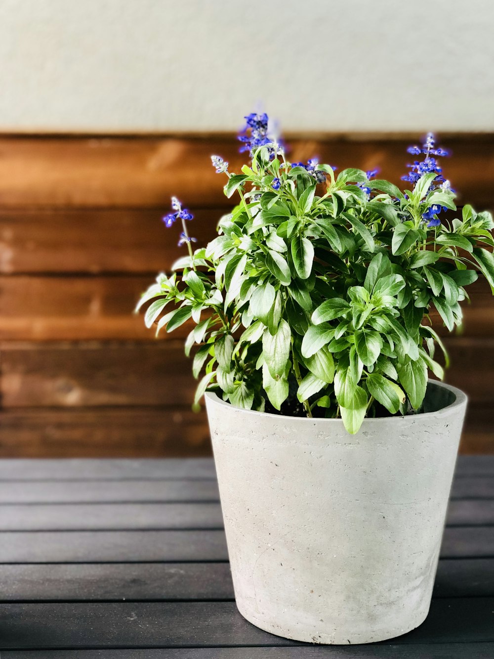 green-leafed plant