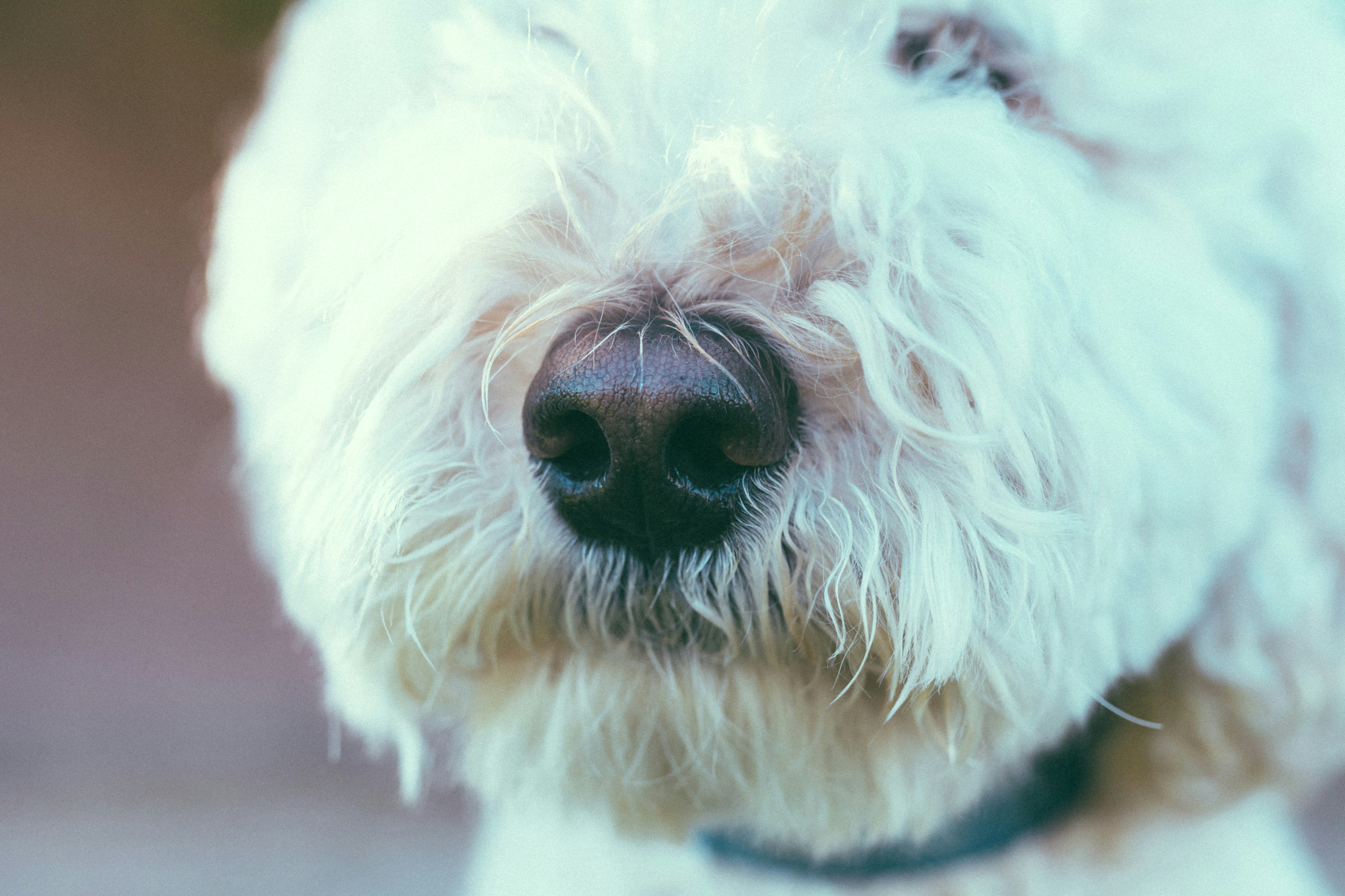 long-coated white dog