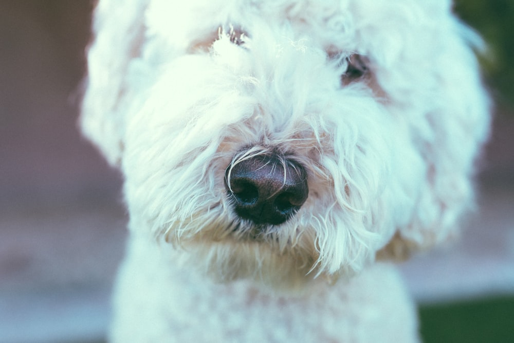 Cão branco de pelagem curta