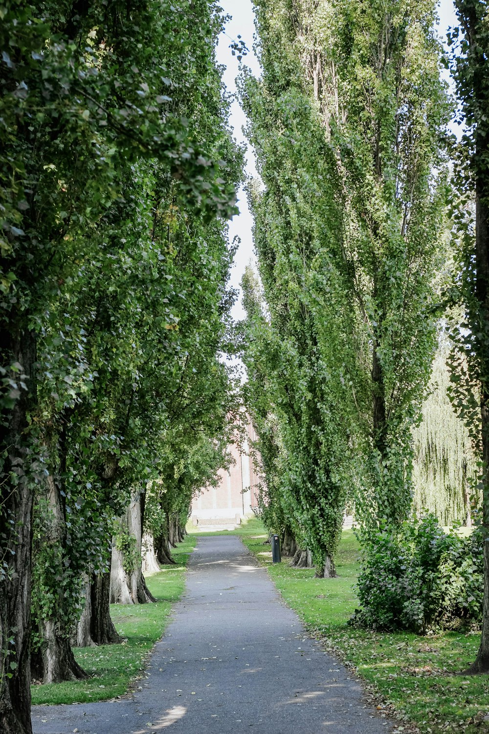 road between and under trees at daytime