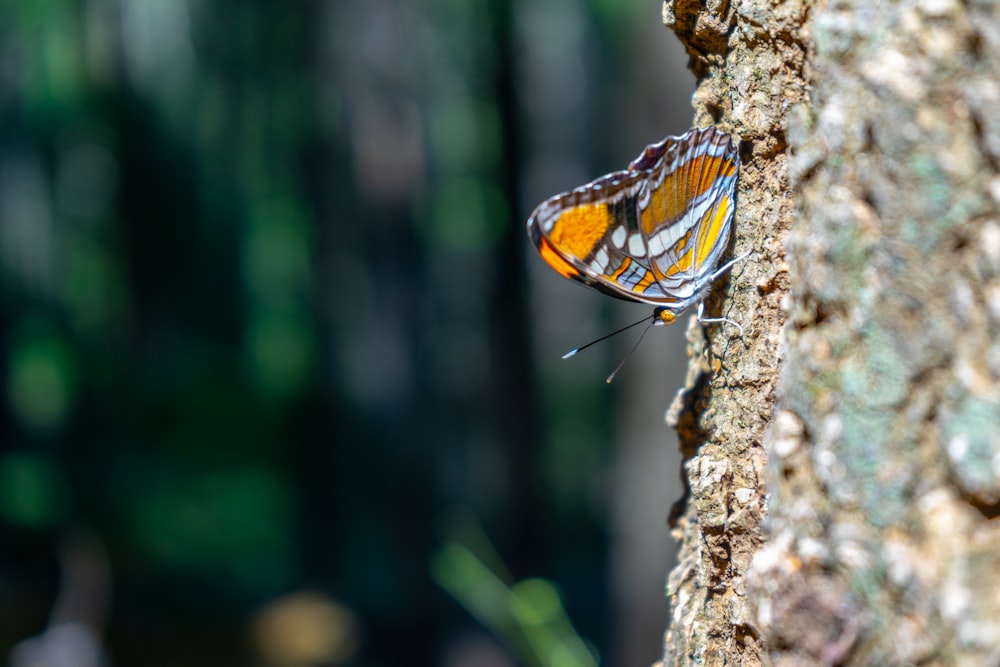 orange and black butterfly