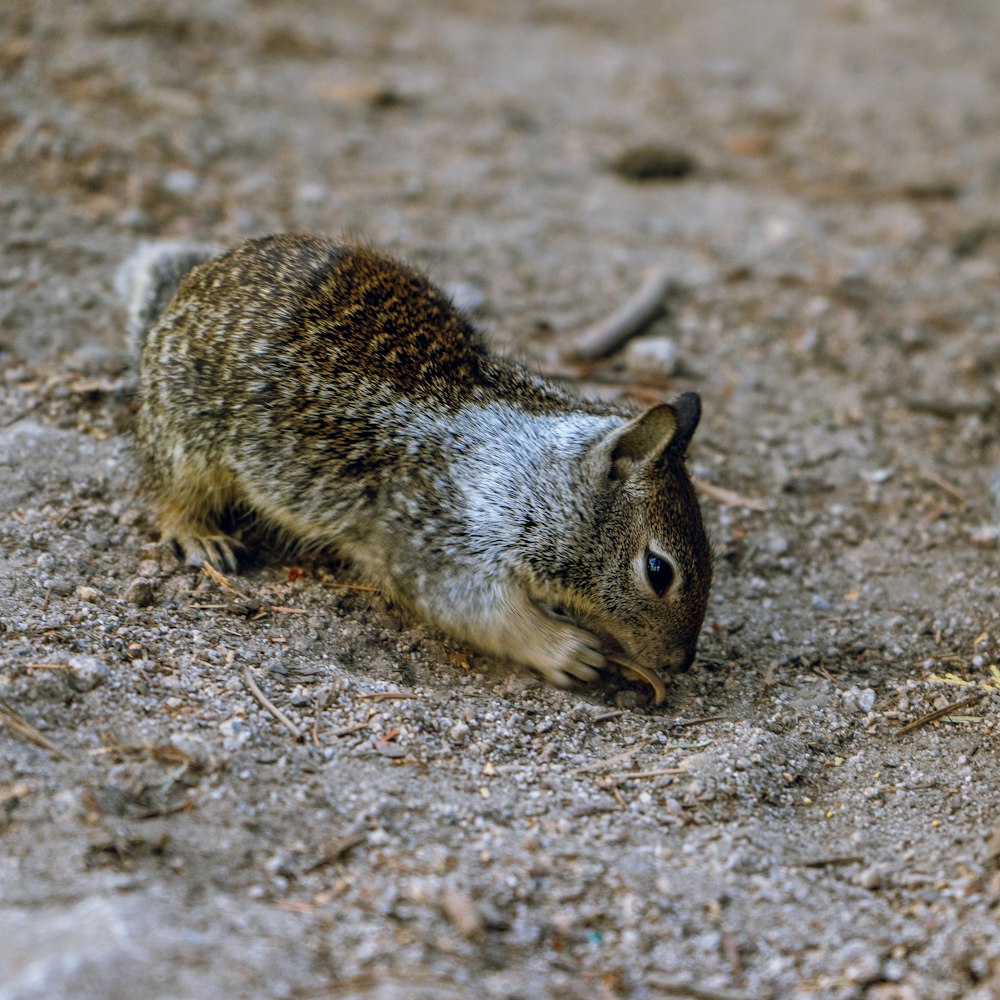 brown squirrel on ground