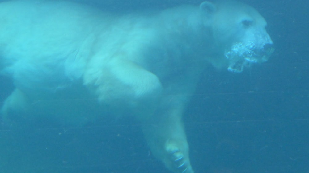 polar bear underwater