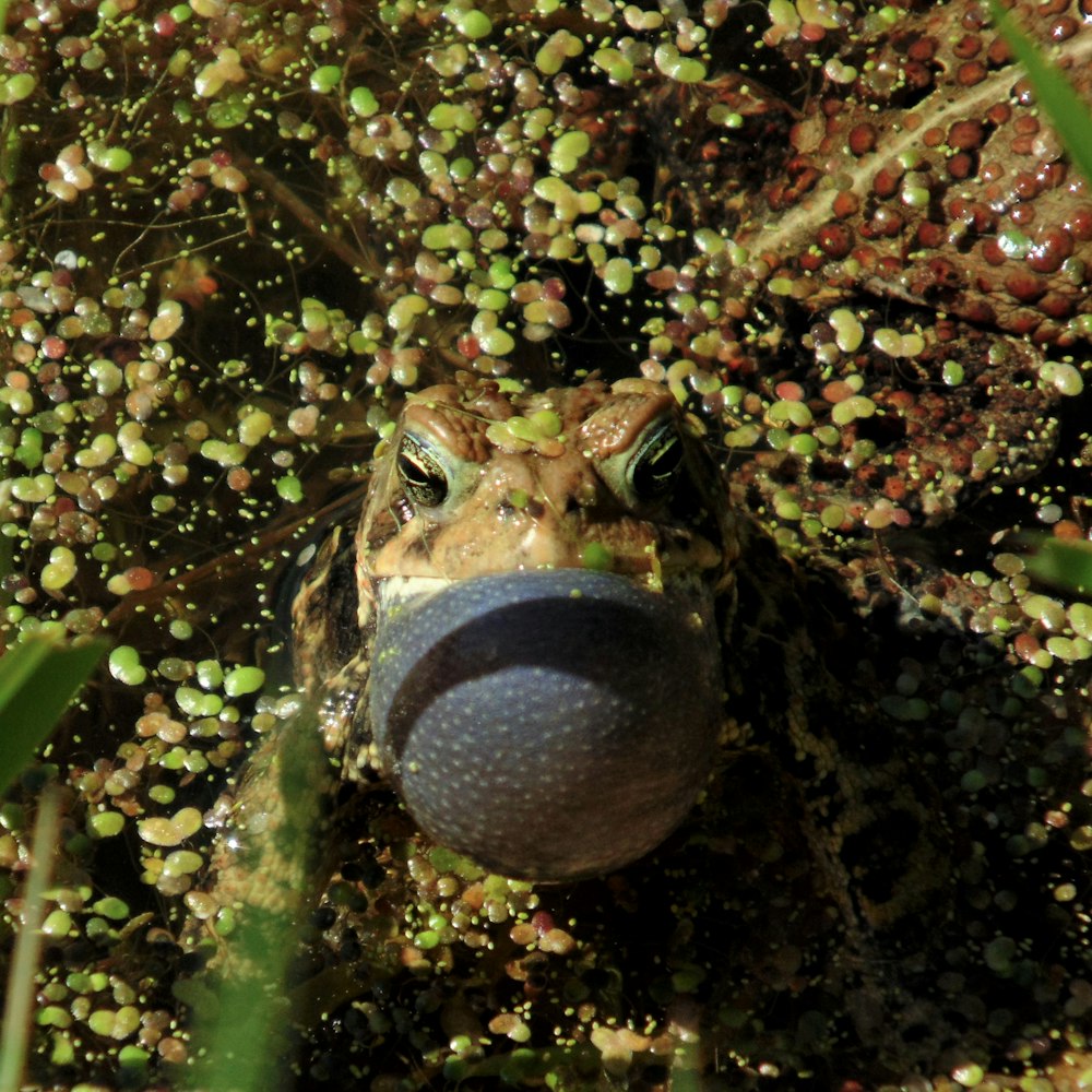 brown and gray frog