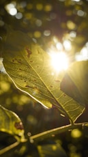 symbolic image for self discovery and healing