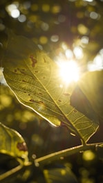 symbolic image for self discovery and healing