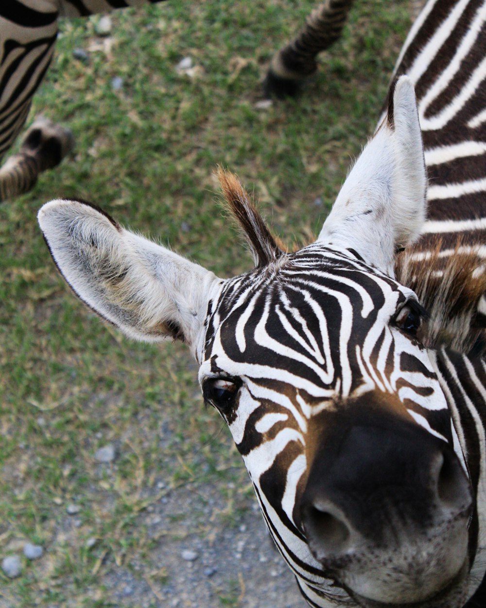 black and white zebra