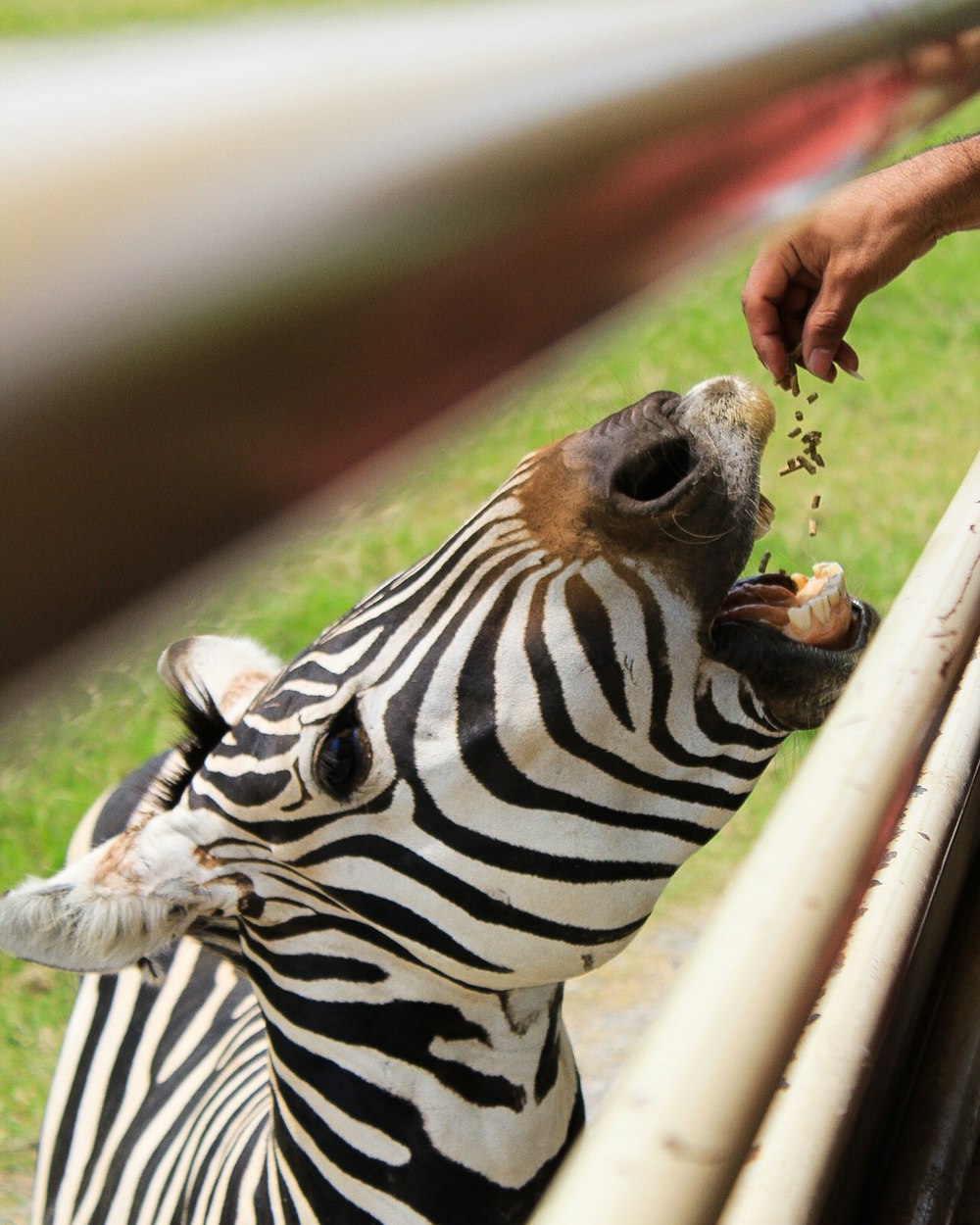 person feeding zebra
