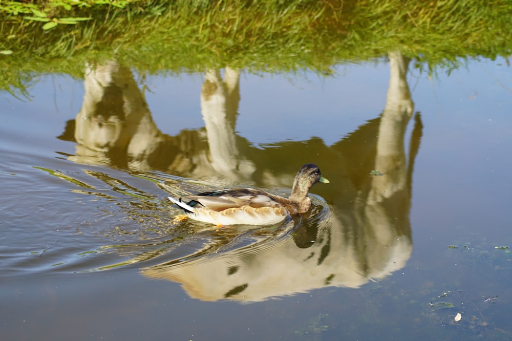 duck in body of water