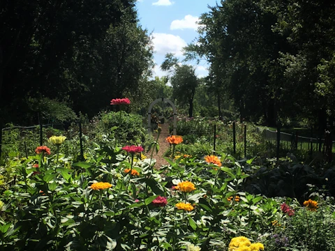 A lush garden with colorful flowers and stone pathways under soft sunlight.