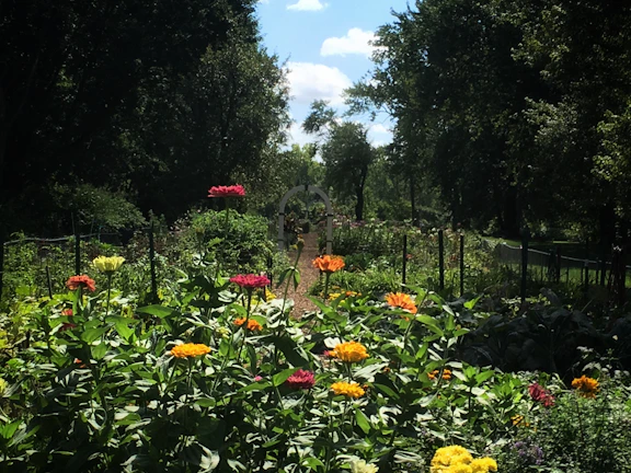 Olita exploring a garden with vibrant flowers and sunlight