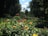 A sunny outdoor garden filled with various flowering plants and trees.