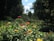 A sunny outdoor garden filled with various flowering plants and trees.