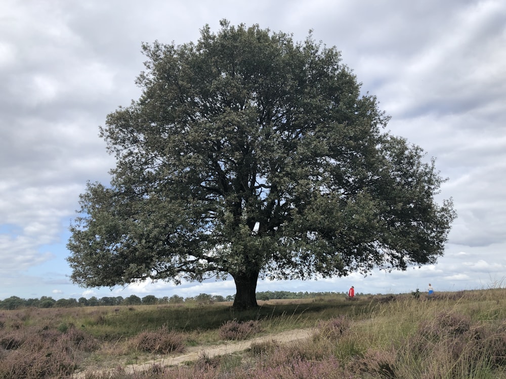 green leafed tree