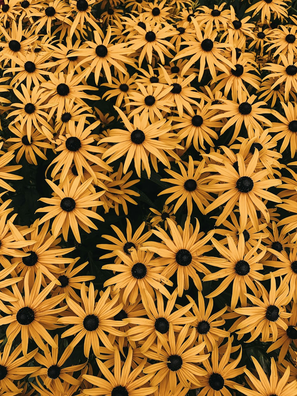 yellow-petaled flower lot