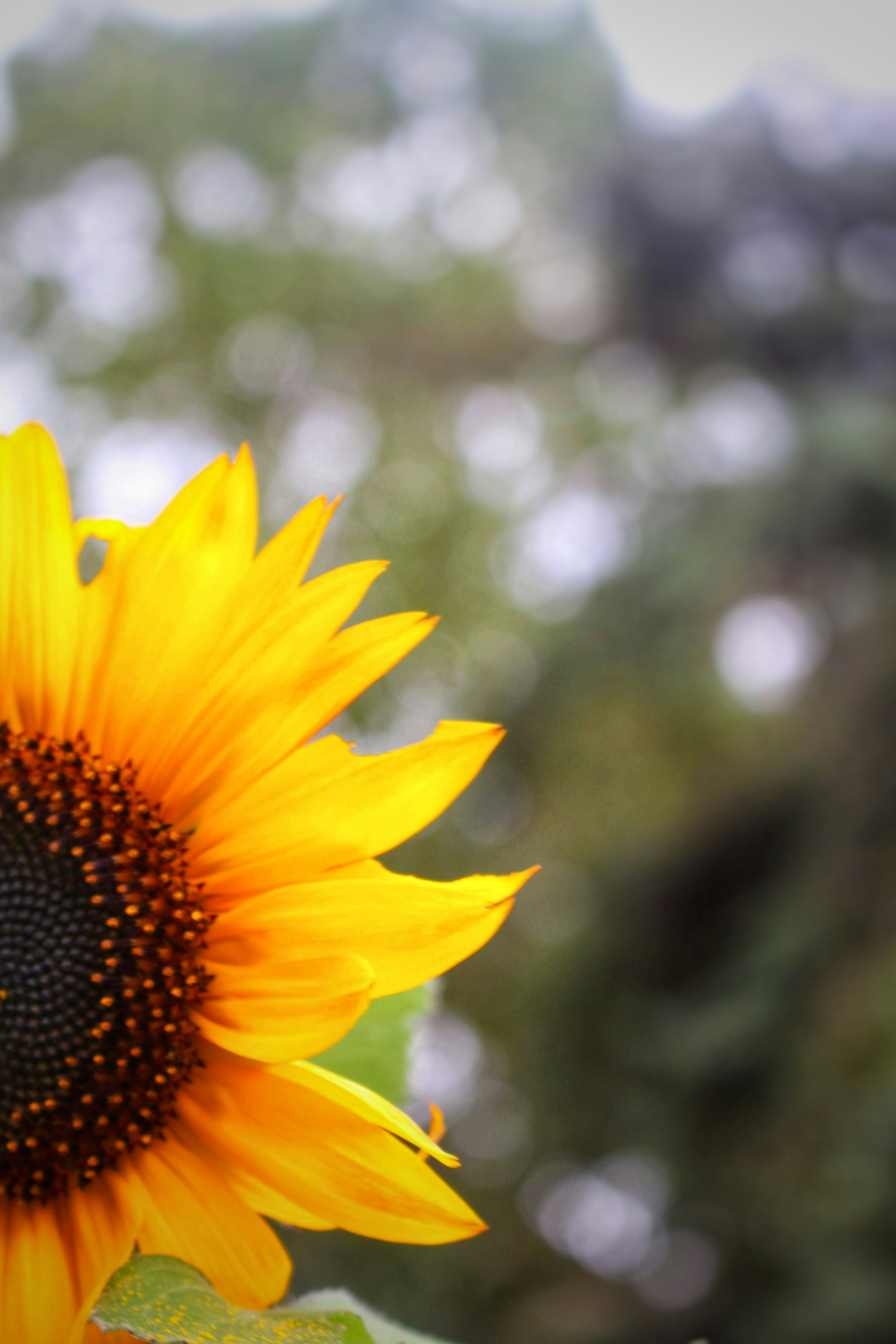 Photo by joshua_hoehne