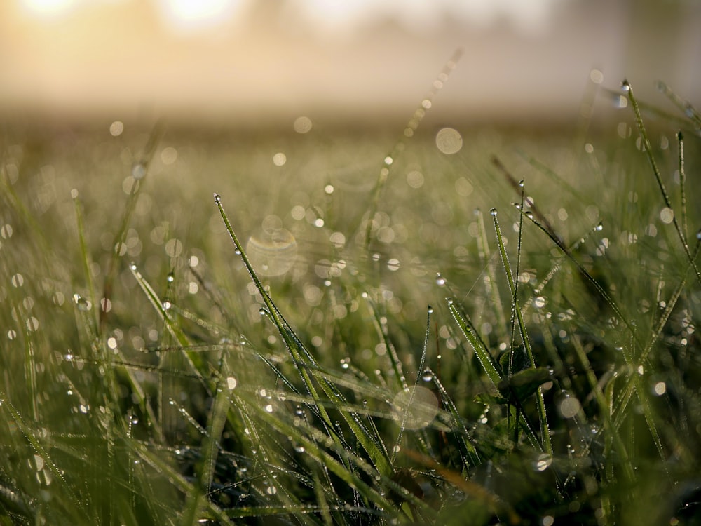 hierba verde con rocío de agua