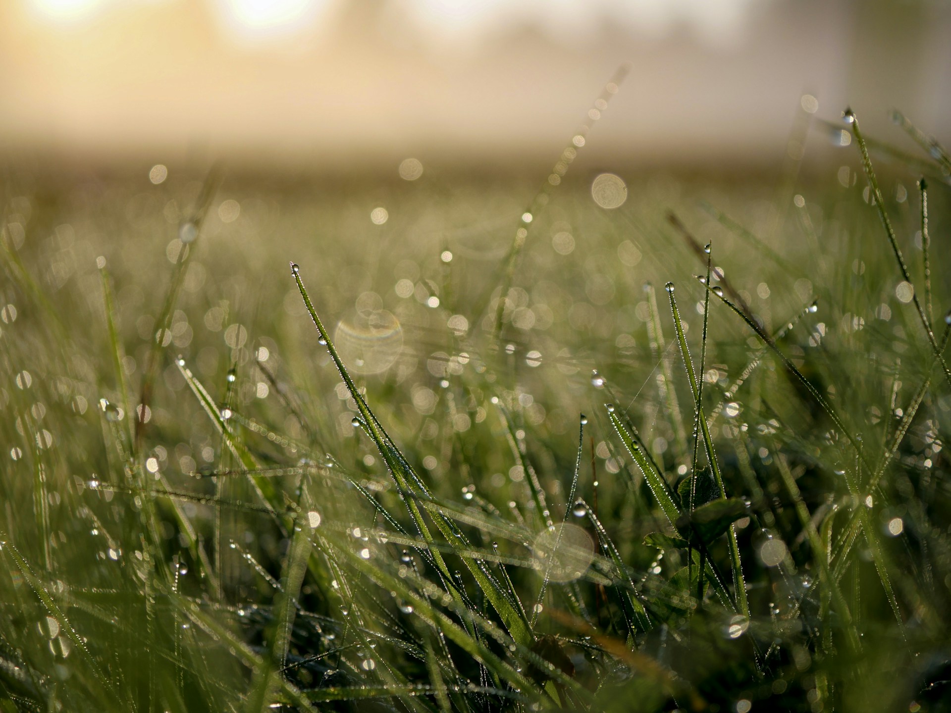 green grass with water dew