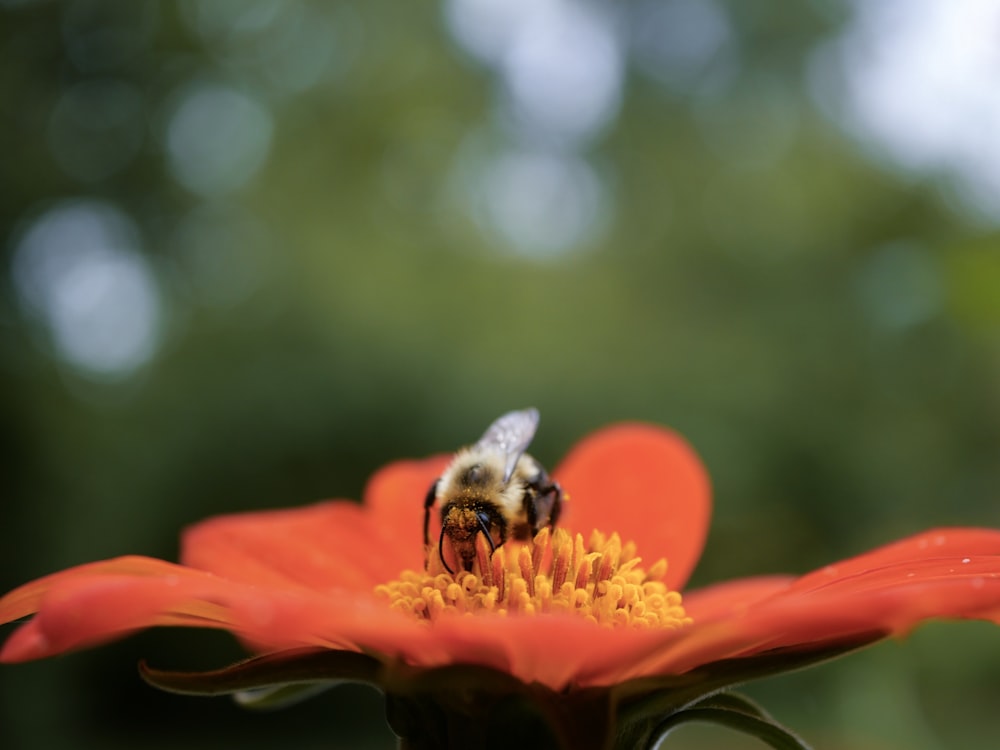 abeja en flor