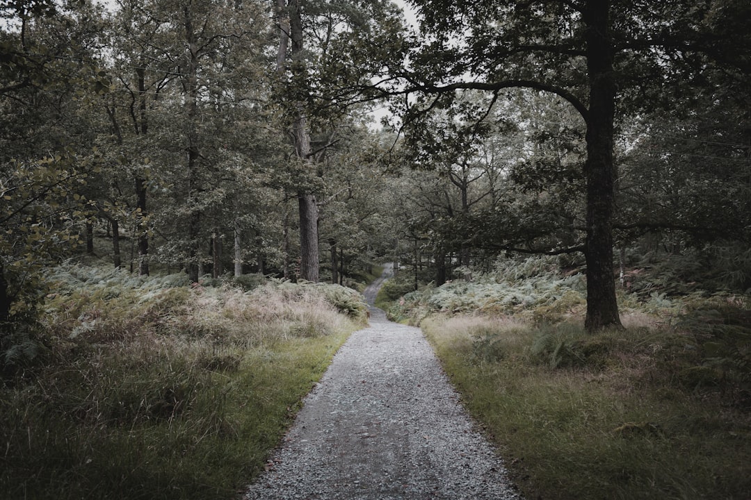 Forest photo spot Lake District National Park Holme Fell