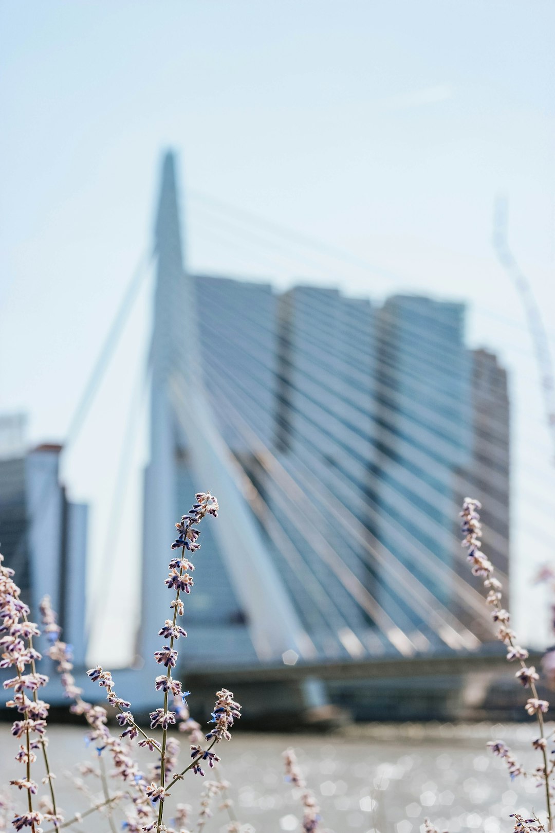 white suspension bridge