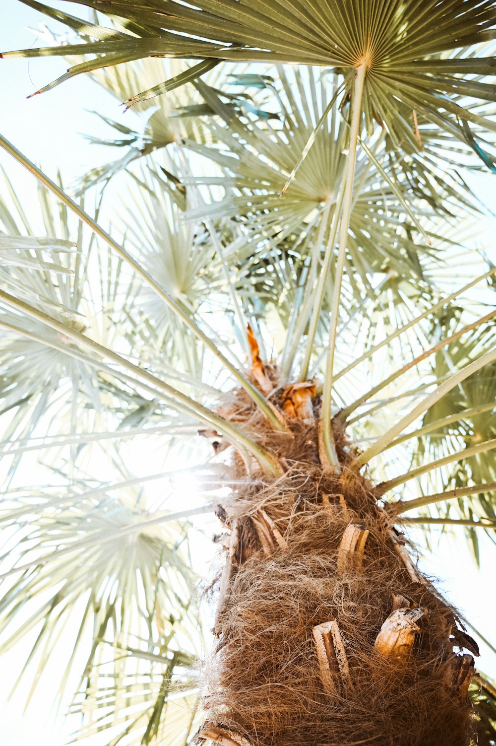 palm tree