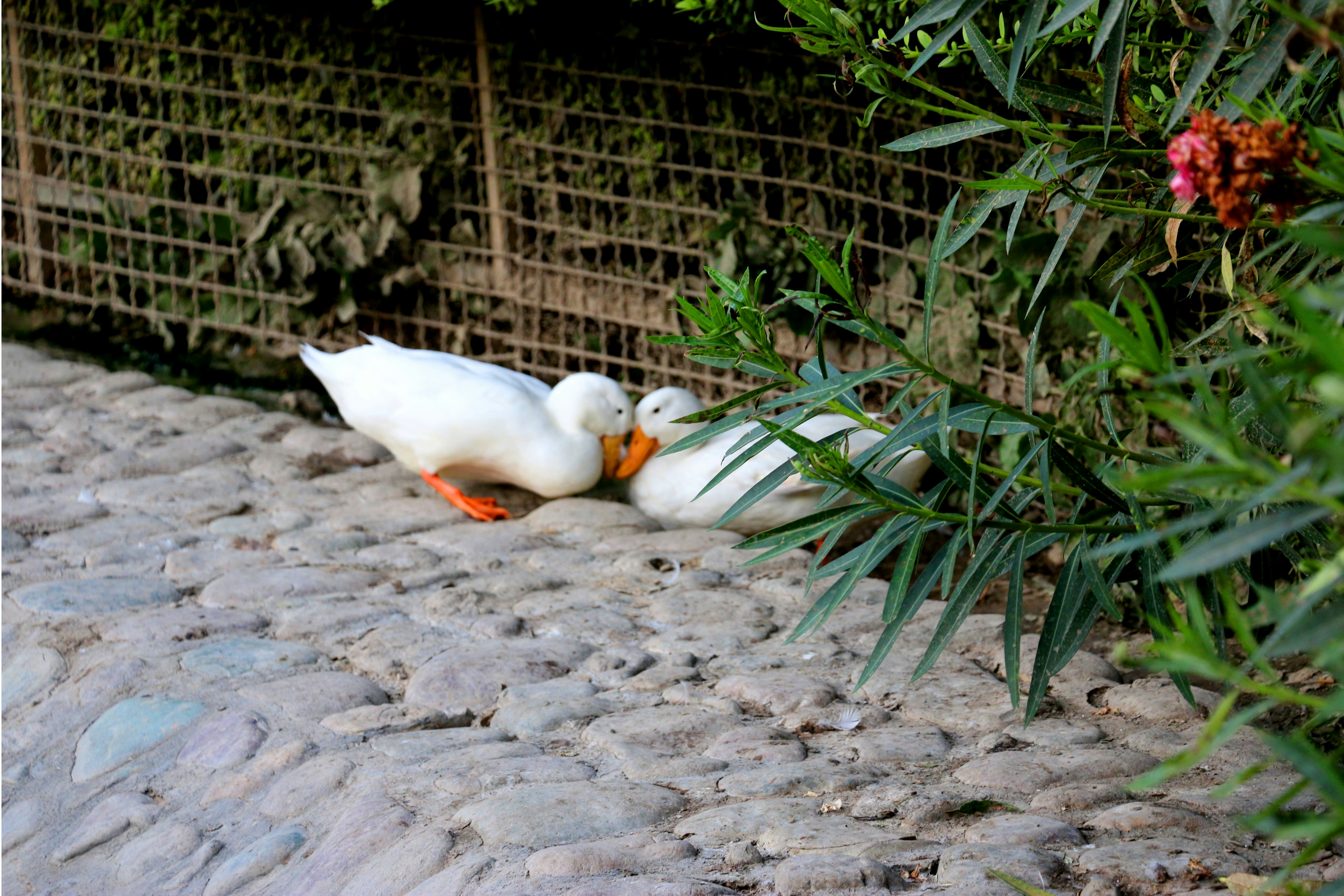 two white ducks head to head near wall