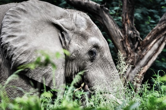 grey elephant in New Delhi India