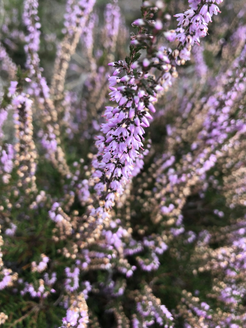 fleur pétale violette en grappe photo – Photo Plante Gratuite sur Unsplash