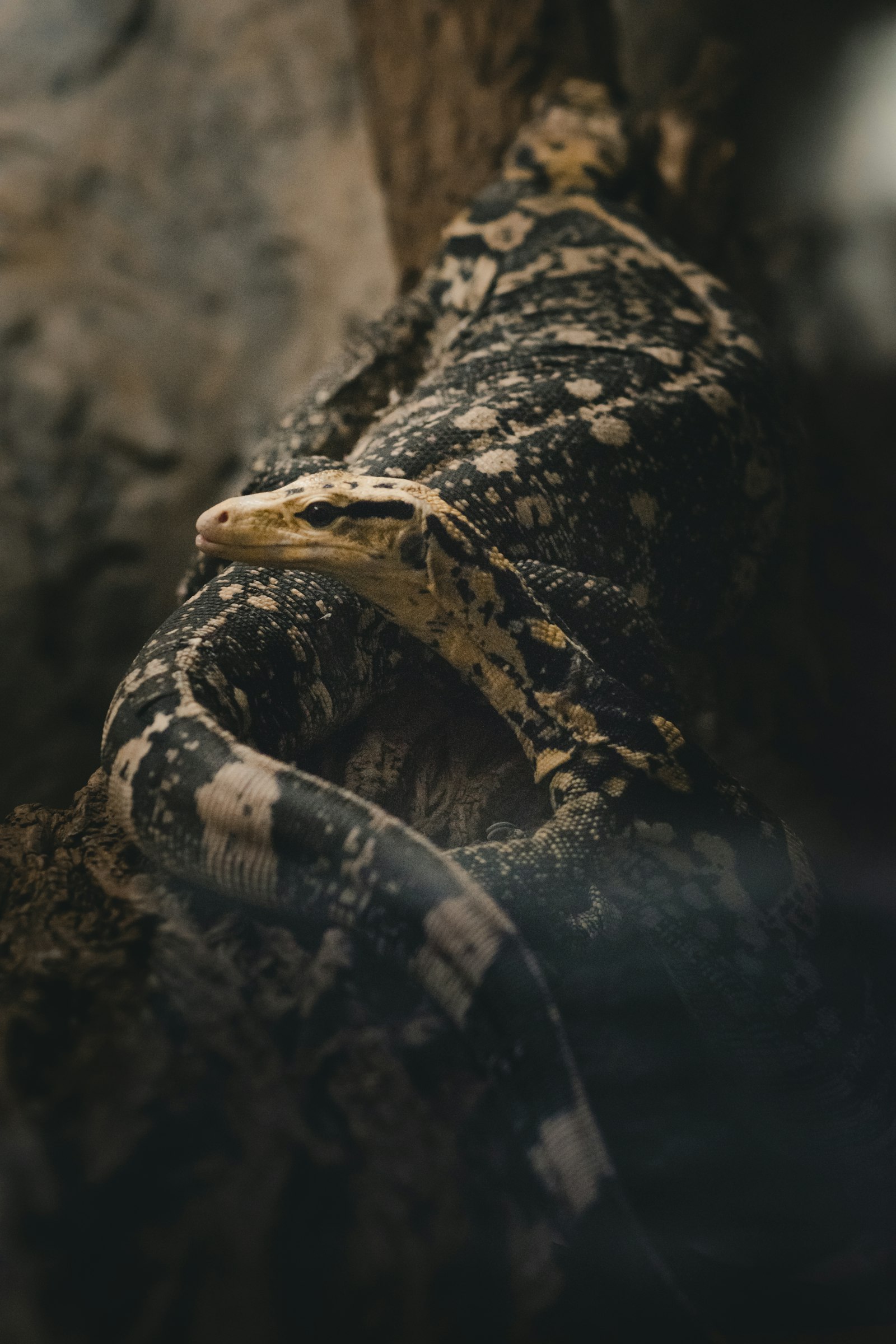 Nikon D5500 + Nikon AF-S Nikkor 85mm F1.8G sample photo. Komodo dragon photography