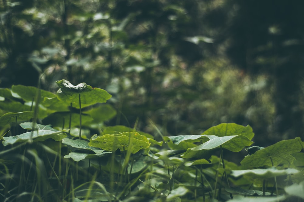 green squash plant