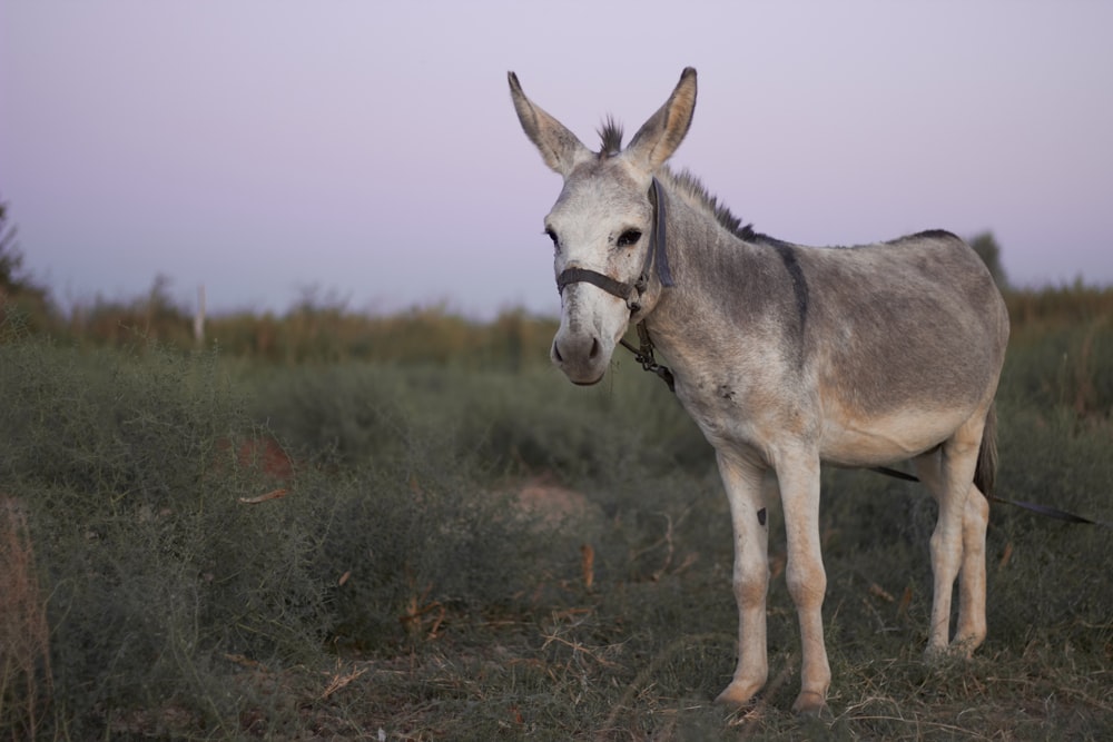100+ Donkey Images | Download Free