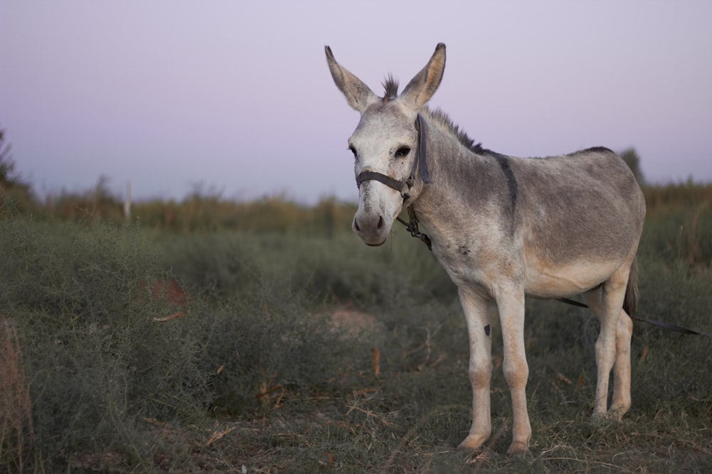 grey donkey