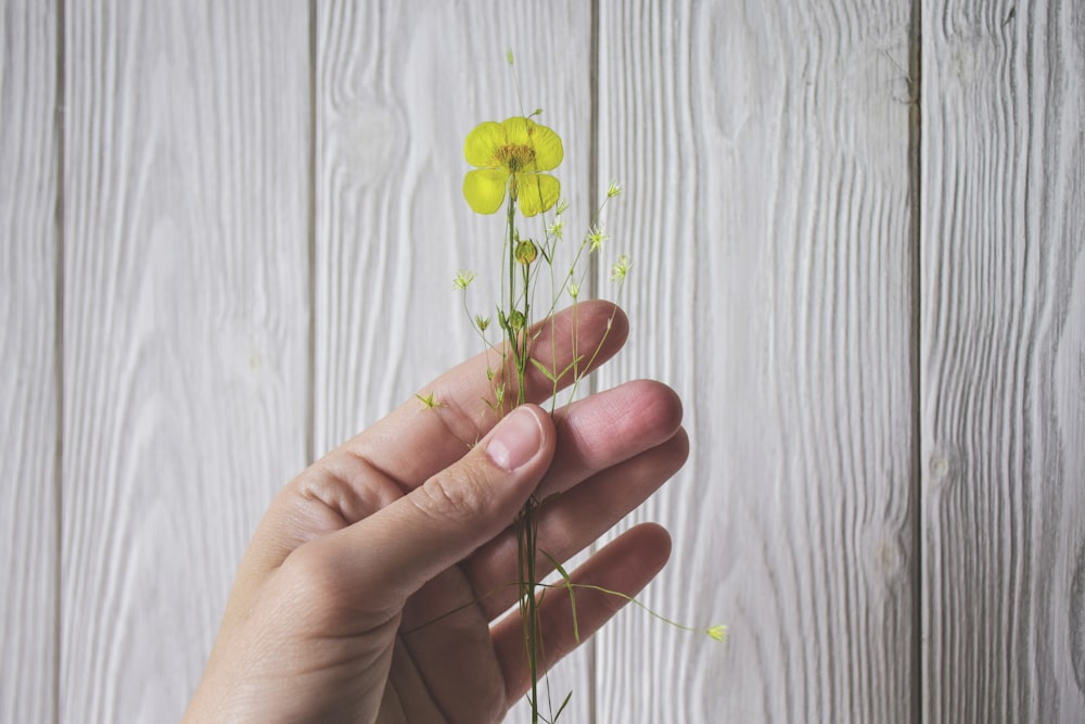 yellow petaled flower