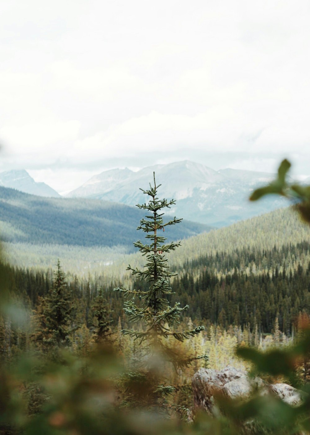 selective focus photography of green trees during daytime