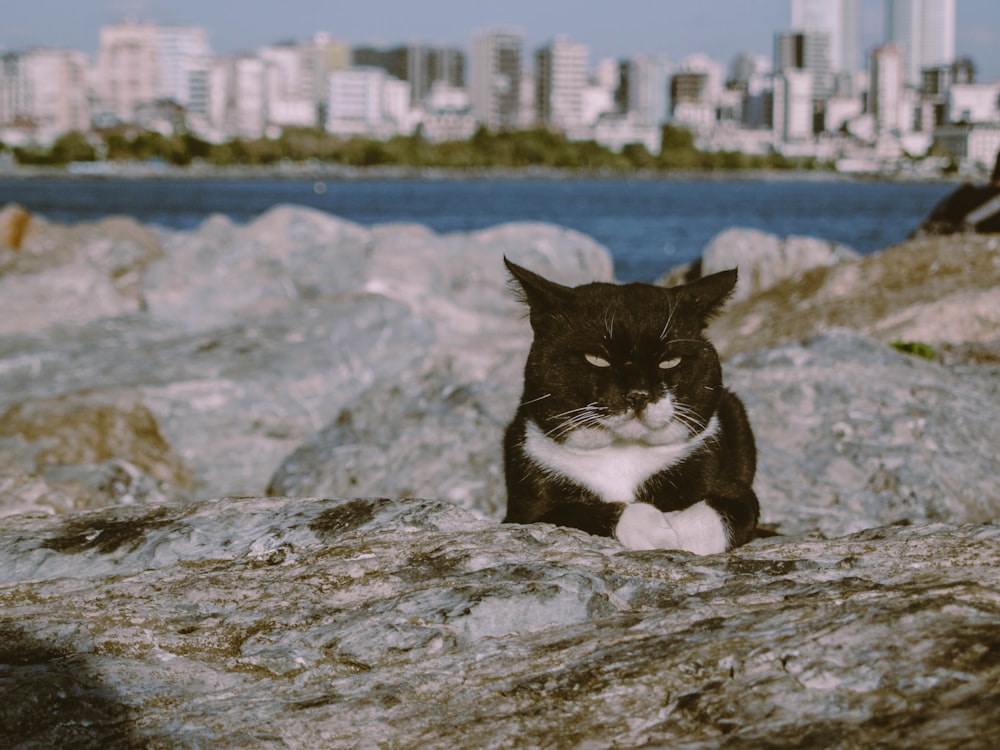 black and white cat on rock