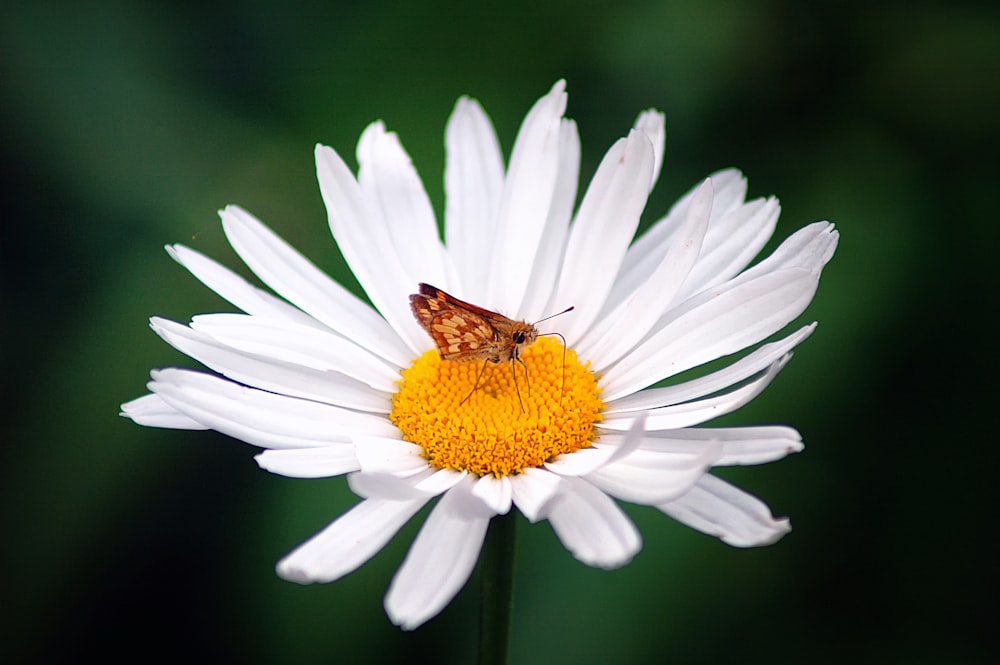 brown butterfly on white daisy macro photography