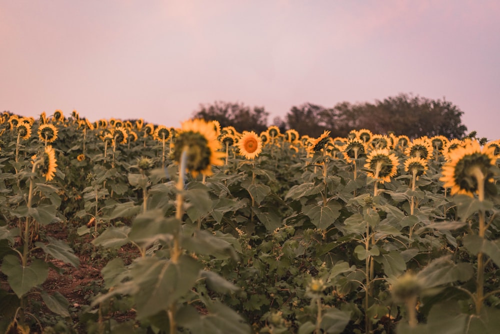 sun flower field during daytime